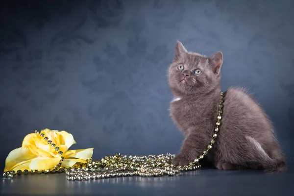 British kitten — Stock Photo, Image