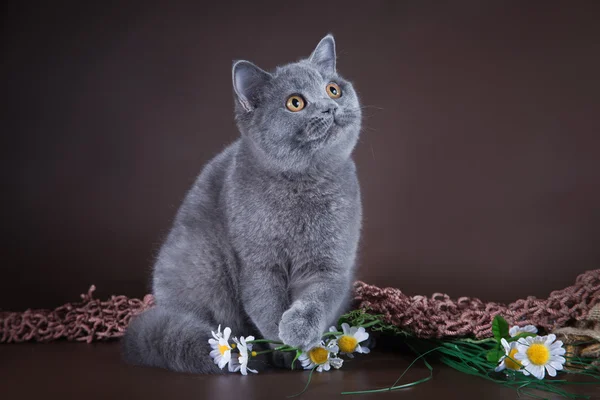 Gatto britannico su sfondo marrone — Foto Stock