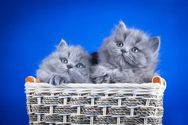 Gattino blu britannico — Foto Stock