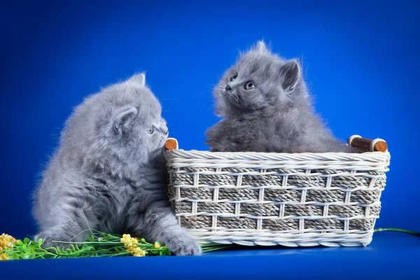 İngiliz mavi kedi — Stok fotoğraf