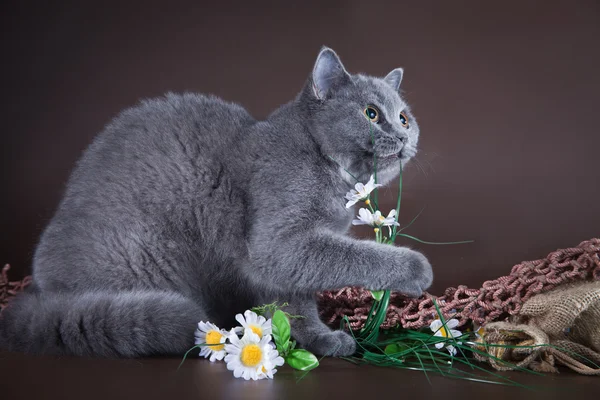 Британская кошка на коричневом фоне — стоковое фото
