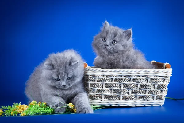 Gatito azul británico — Foto de Stock