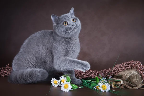 Britânico gato no marrom fundo — Fotografia de Stock