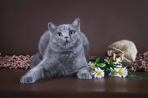 Gatto britannico su sfondo marrone — Foto Stock