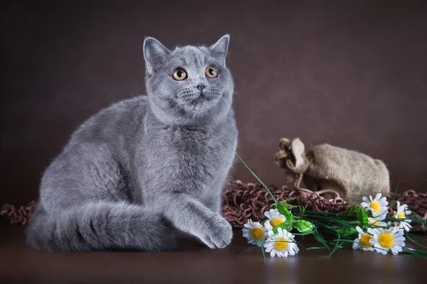 British cat on brown background — Stock Photo, Image