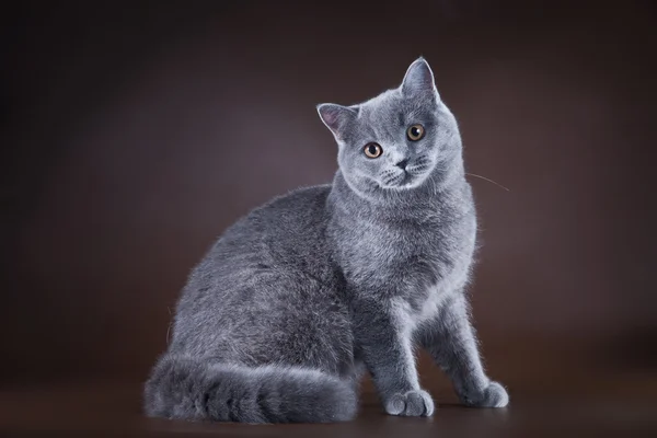 Gato británico sobre fondo marrón — Foto de Stock