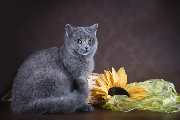 茶色の背景にイギリスの猫 — ストック写真