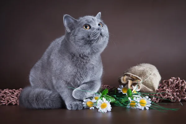 Britse kat op bruine achtergrond — Stockfoto