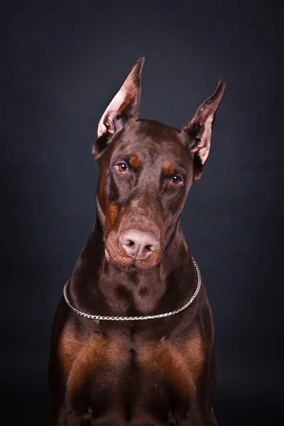 Castanho Doberman — Fotografia de Stock