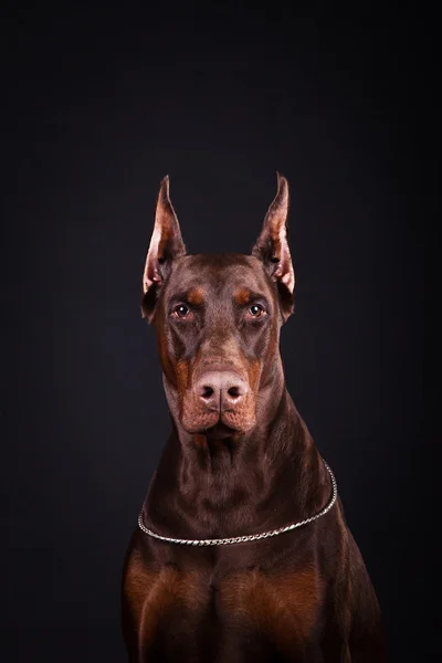 Doberman barna — Stock Fotó