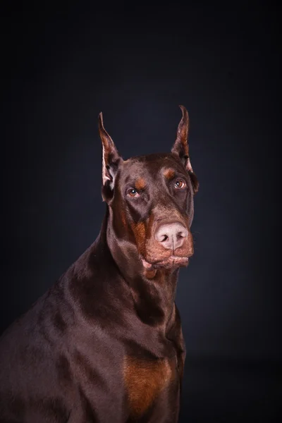 杜宾犬棕色 — 图库照片