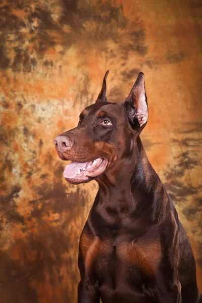 Doberman barna — Stock Fotó