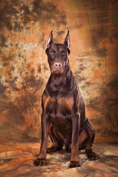 Castanho Doberman — Fotografia de Stock