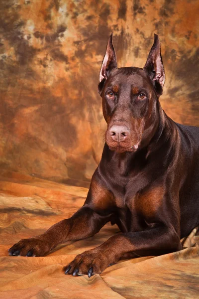 Doberman brown — Stock Photo, Image