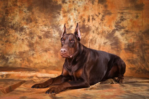 Doberman brązowy — Zdjęcie stockowe