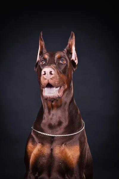 Castanho Doberman — Fotografia de Stock