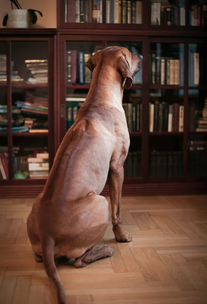 Rhodesian Ridgeback dog