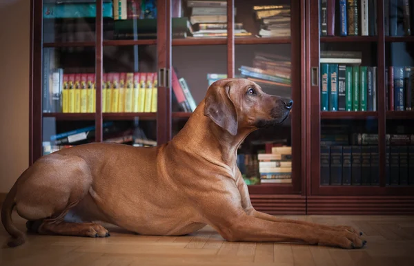 Rodesiana ridgeback cane — Foto Stock