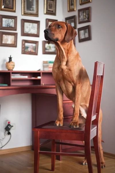 Anjing ridgeback rhodesian — Stok Foto