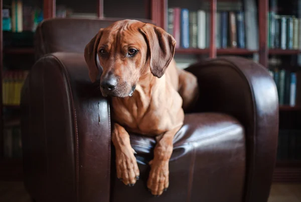 สุนัข Rhodesian Ridgeback — ภาพถ่ายสต็อก