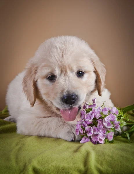 Golden Retriever cachorro — Foto de Stock