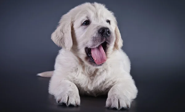 Golden retriever puppy — Stock Photo, Image