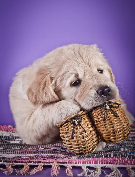 Golden retriever puppy — Stock Photo, Image