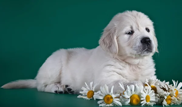 Golden retriever puppy — Stock Photo, Image