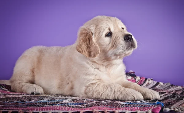 Golden Retriever cachorro — Foto de Stock