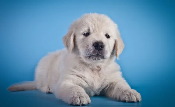 Golden retriever puppy — Stock Photo, Image