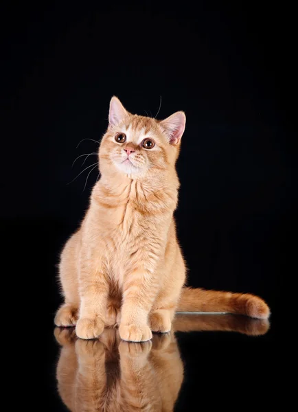 Gatto rosso britannico — Foto Stock