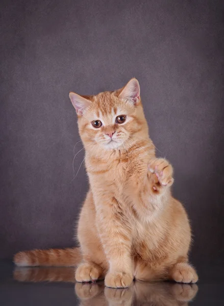 イギリスの赤猫 — ストック写真