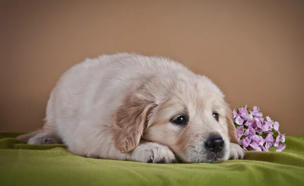 Golden Retriever cachorro — Foto de Stock