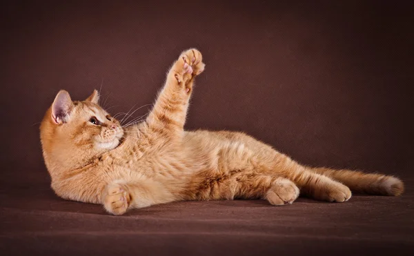 Gato británico sobre fondo marrón — Foto de Stock