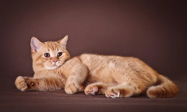 茶色の背景にイギリスの猫 — ストック写真