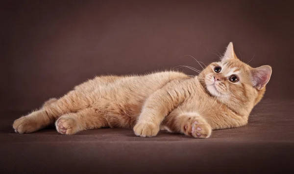 Kahverengi zemin üzerine İngiliz kedi — Stok fotoğraf