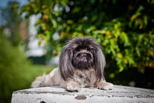 ペキニーズの散歩、公園での夏の犬 — ストック写真