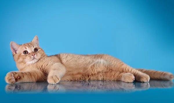 Gato rojo británico — Foto de Stock