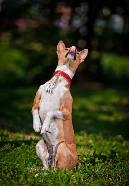 Raza de perro Basenji — Foto de Stock