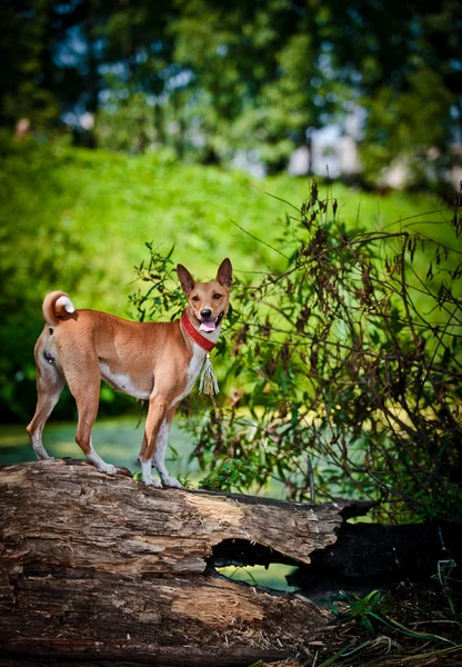 Basenji-Hunderasse — Stockfoto