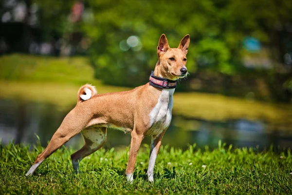 Basenji hundras — Stockfoto