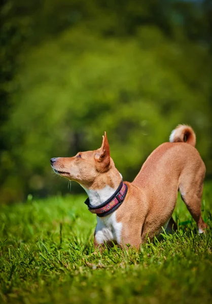 Basenji породи собак — стокове фото