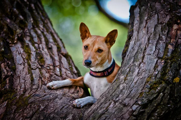 バセニー犬の繁殖 — ストック写真