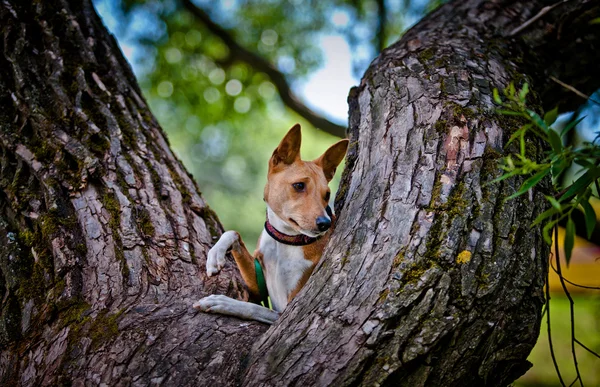 Basenji race de chien — Photo