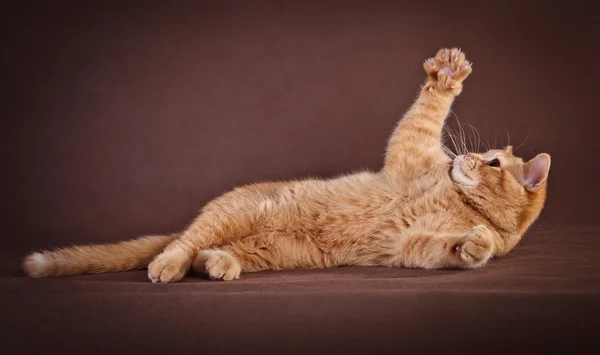 Brytyjski czerwony kot — Zdjęcie stockowe