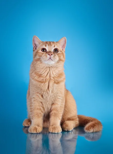 Scottish kittens — Stock Photo, Image