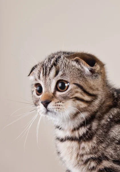 Scottish kittens — Stock Photo, Image