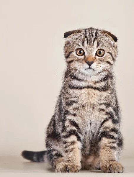 Scottish kittens — Stock Photo, Image