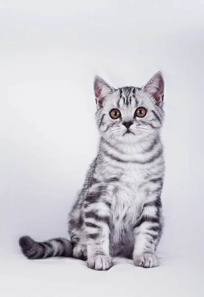 Scottish kittens — Stock Photo, Image