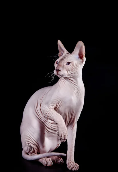 Kotě Sphynx — Stock fotografie